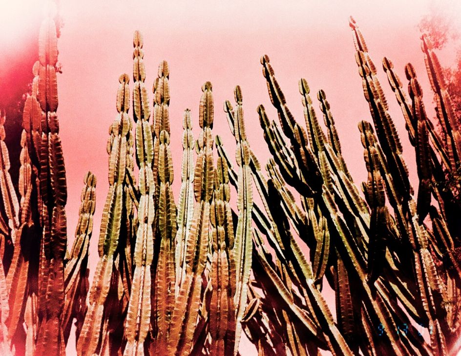 Kate Bellm, Pink Cactus, 2016. Printed on Hahnemühle Rag Paper 34 x 44 cm Edition 1 of 5 plus 2 AP (KB 093)