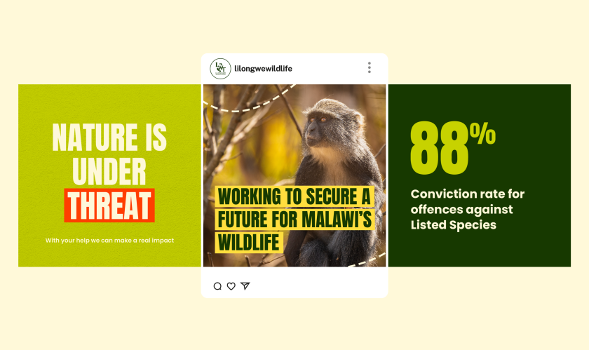 Securing a future for Malawi's wildlife at the heart of brand and website refresh