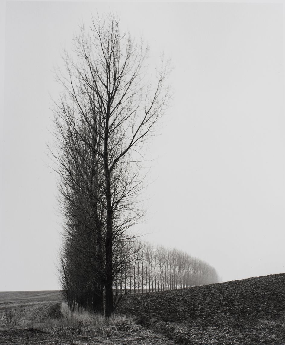Line of Trees at Theipval. © Peter Cattrell