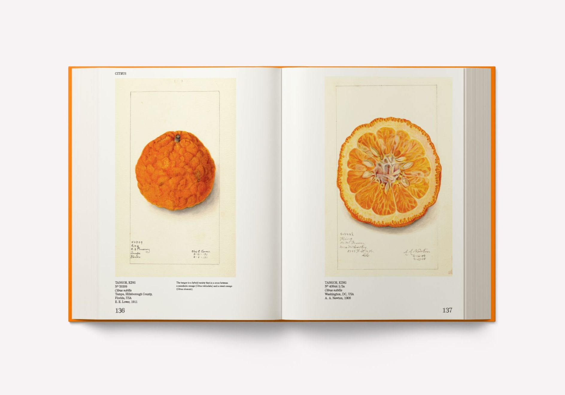 If everyone's a fruit and nutcase, why not feast your eyes on a