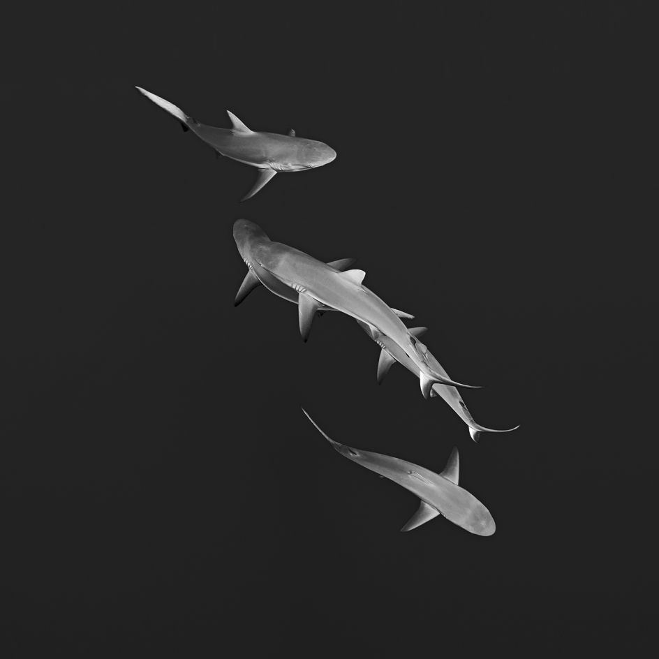 Family Portrait I © Jean-Marie Ghislain, www.lumas.com