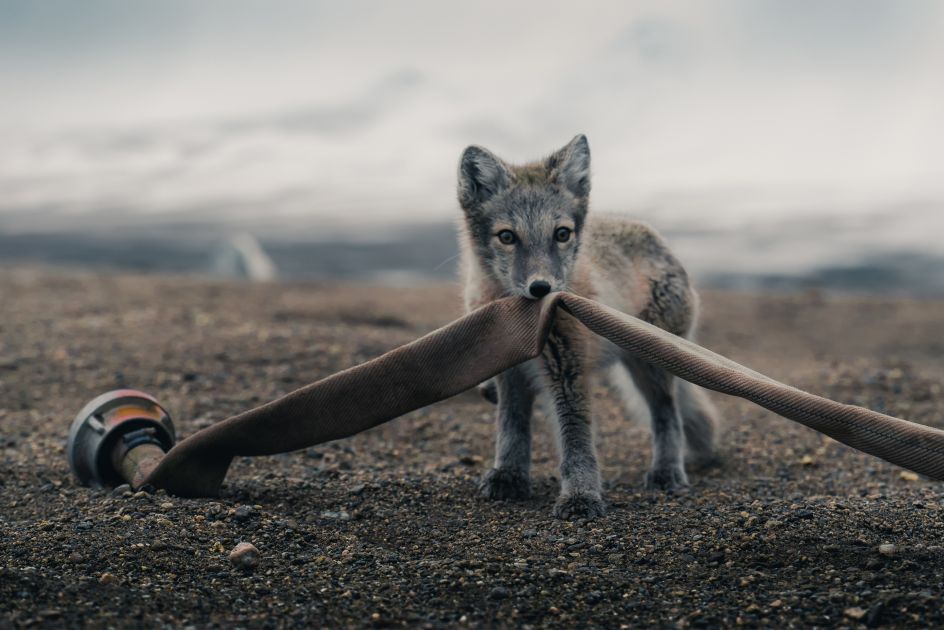Arctic fox at Zackenberg Fen station, Denmark © Konsta Punkka