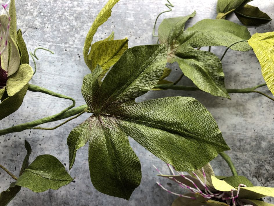 Passionflower Vine. Photo credit to Kelly Pastorek