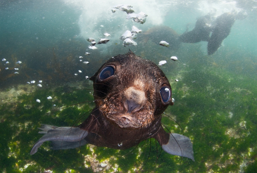 Sea Baby - Andrey Narchuk: Baby fur seal in Bering sea. (Open Nature and Wildlife)