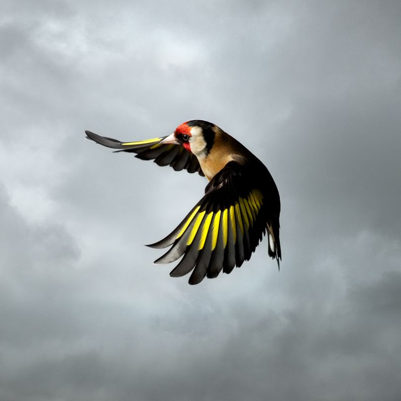 Goldfinch © Mark Harvey