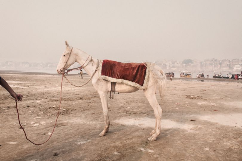 A horse used to transport the devotees along the banks of the Ganges, Varanasi, 2008 © Giulio Di Sturco