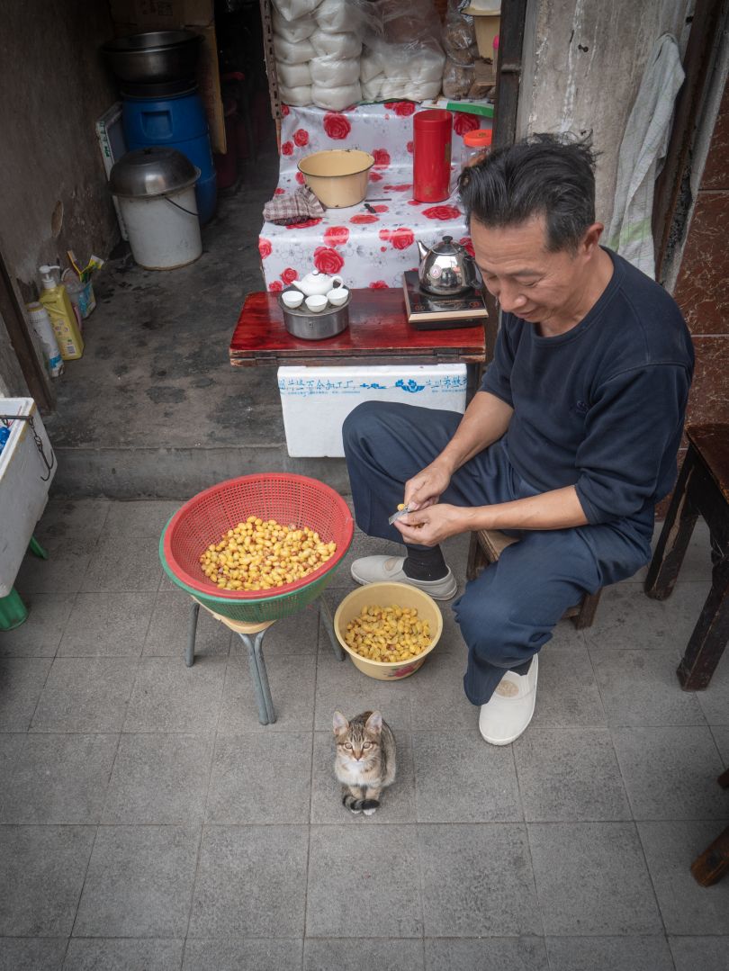 From the series, Shop Cats of China © Marcel Heijnen