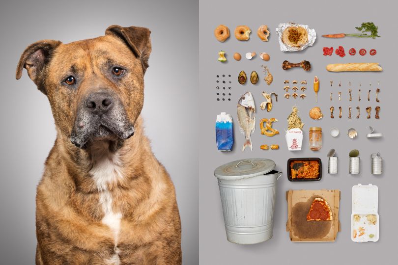 Here is Marmaduke, the street dog. He is a rescued Pitbull mix. Because of his breed, he was abandoned and lived on the streets to survive as a scavenger. Life on the streets is very rough, tiresome, and hopeless. So I knew I had to capture his journey in his eyes next to all the rotten food which was basically what he ate before being rescued.