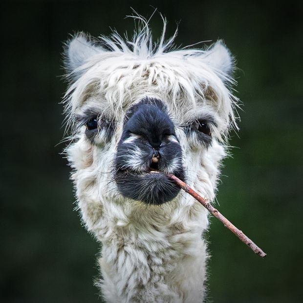 Smokin' Alpaca © Stefan Brusius / Animal Friends Comedy Pets