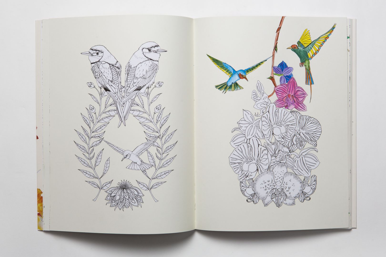 Birdtopia A beautifully illustrated colouring book by the talented