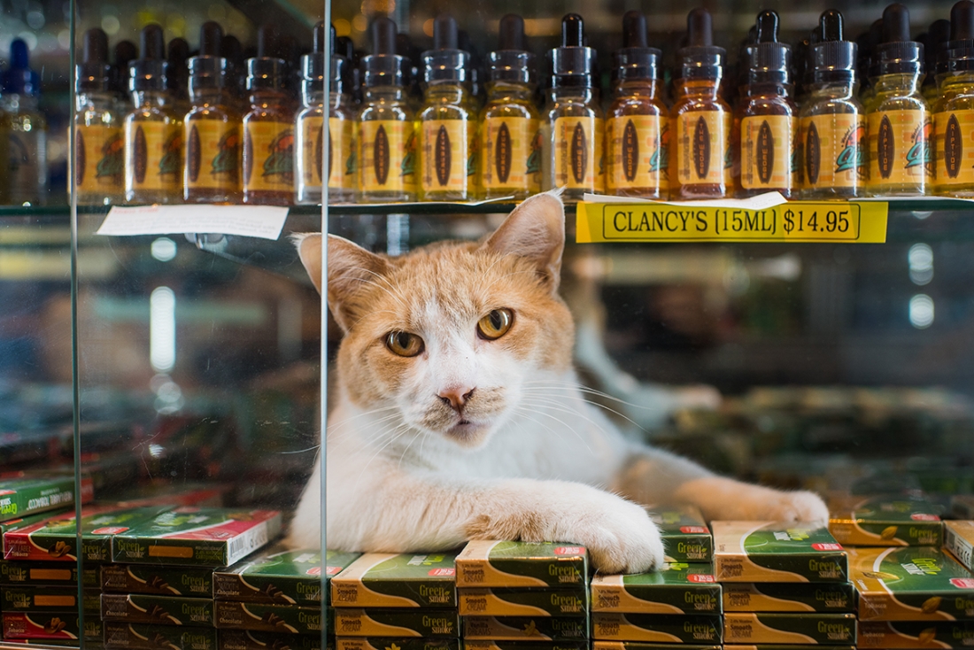 Shop Cats of New York Discover the fascinating stories of cats living