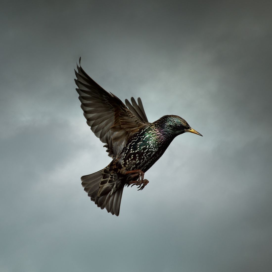 Starling © Mark Harvey
