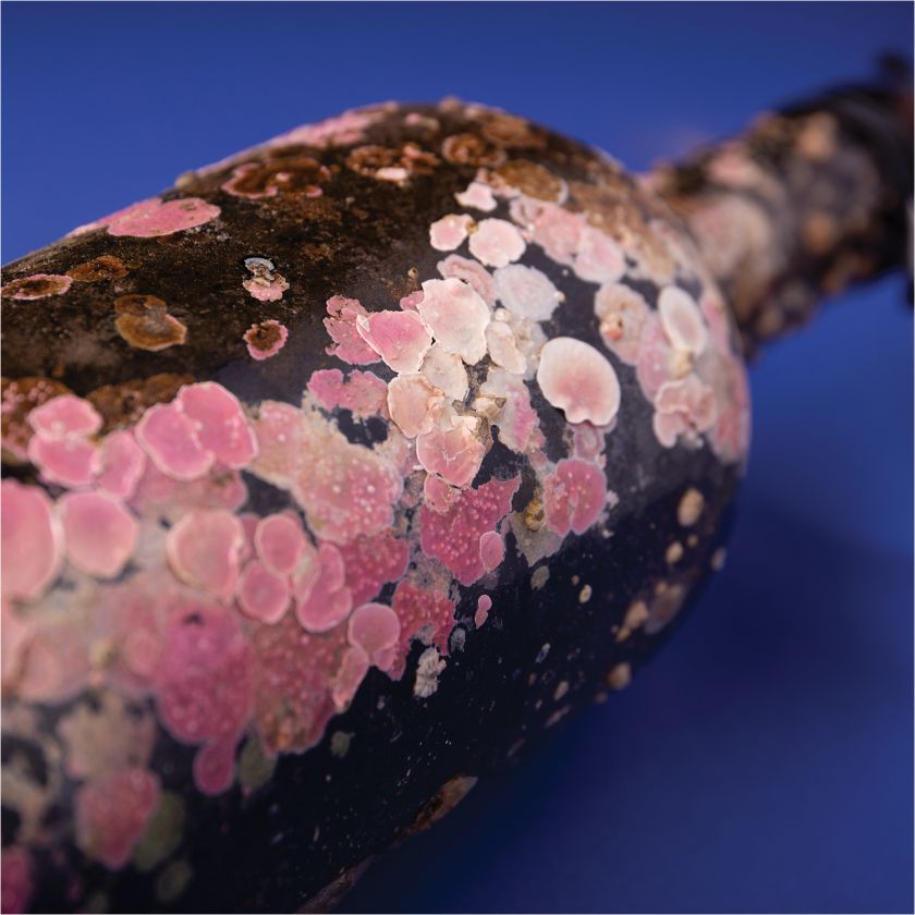 Beverages Platinum 2021 winner: Vinho do Mar by Rita Rivotti, Portugal