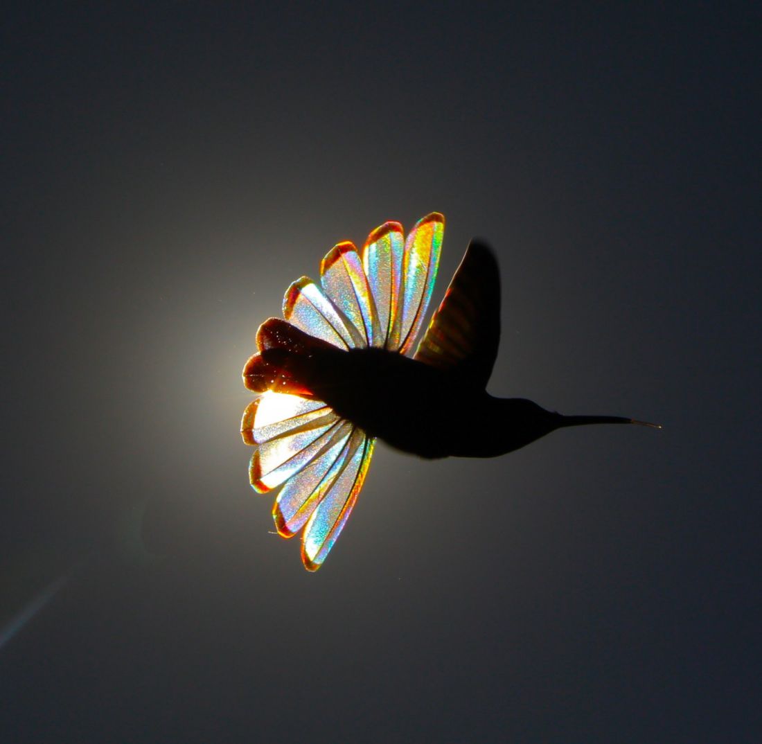 Hummingbird Geometry © Christian Spencer