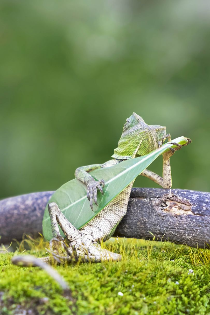 Lizard playing leaf © Charles Saatchi