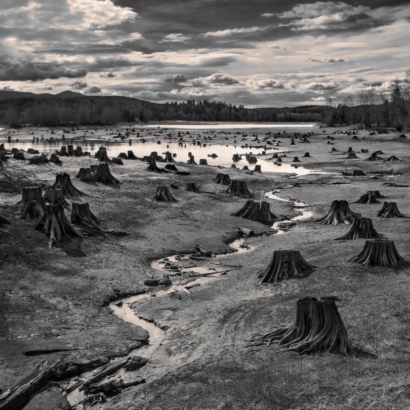 Stumps, Alder Lake, Nisqually River, Oregon © Hal Gage, United States of America, 1st Place, Open, Landscape (Open Competition), 2019 Sony World Photography Awards