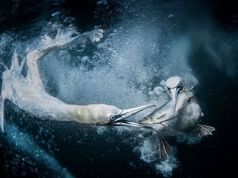 Underwater Gannets © Tracey Lund, National Awards 1st Place, United Kingdom, Winner, Open competition, Natural World & Wildlife, 2019 Sony World Photography Awards
