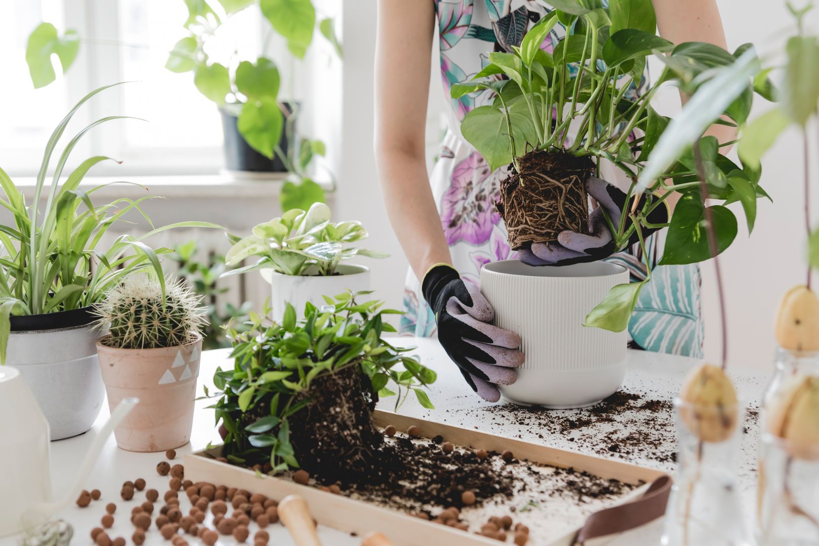 18 of the best places to buy indoor plants online Creative Boom