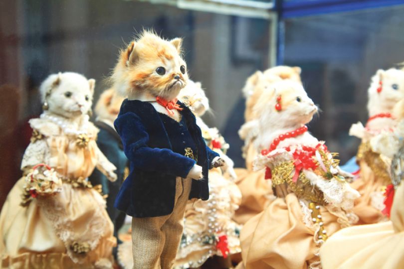 In love and taxidermy: Brooklyn's Morbid Anatomy Museum holds Kittens'  Wedding | Creative Boom