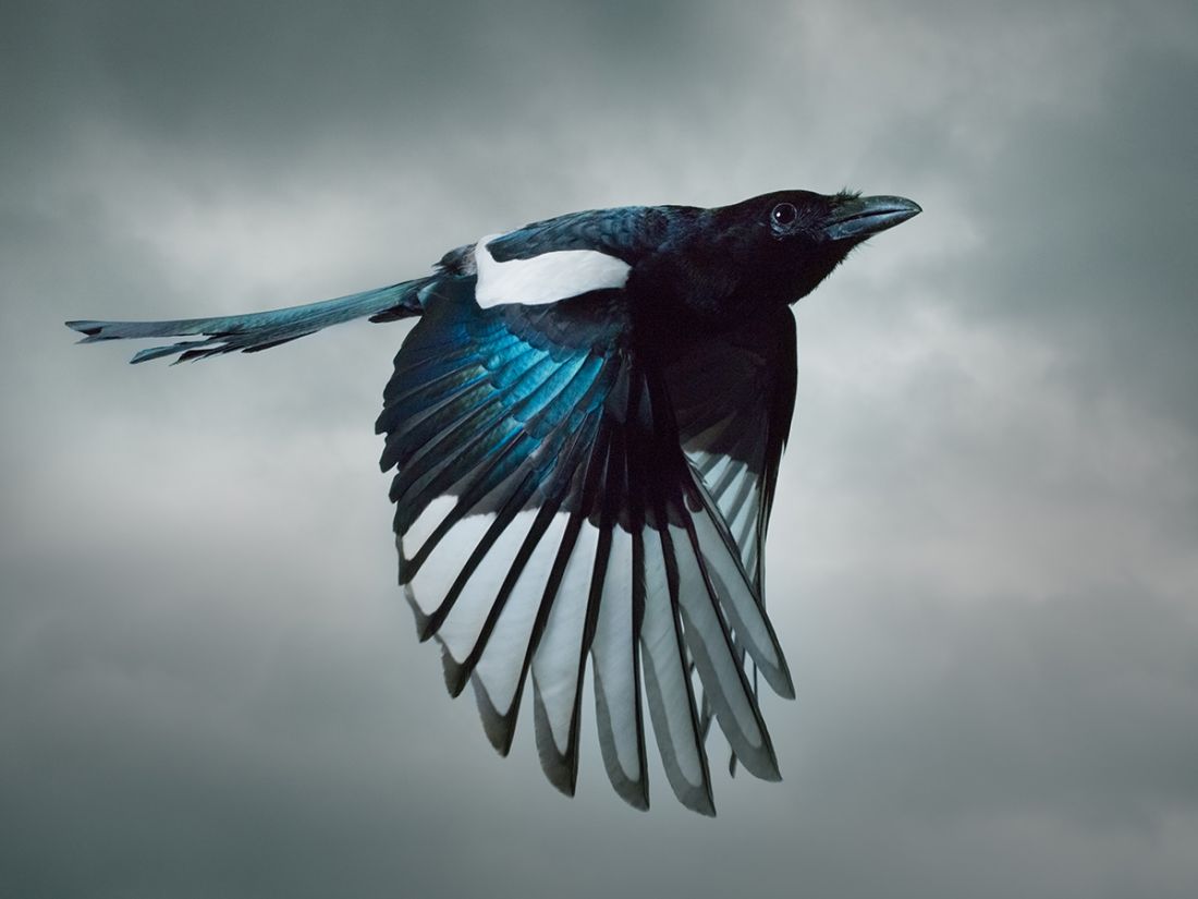 Magpie © Mark Harvey