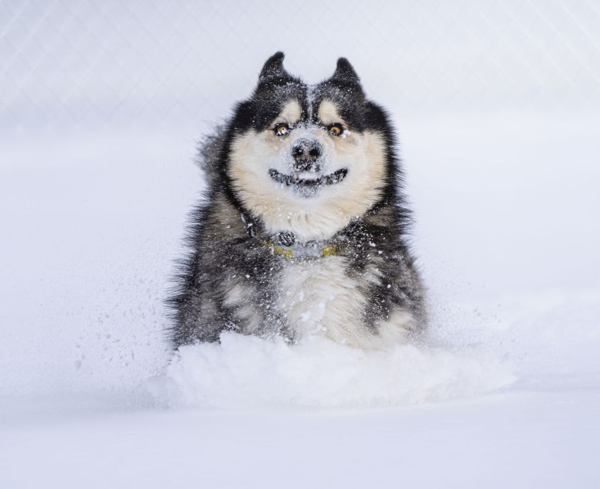 Dashing Through The Snow © Marko Jovanovic / Animal Friends Comedy Pets