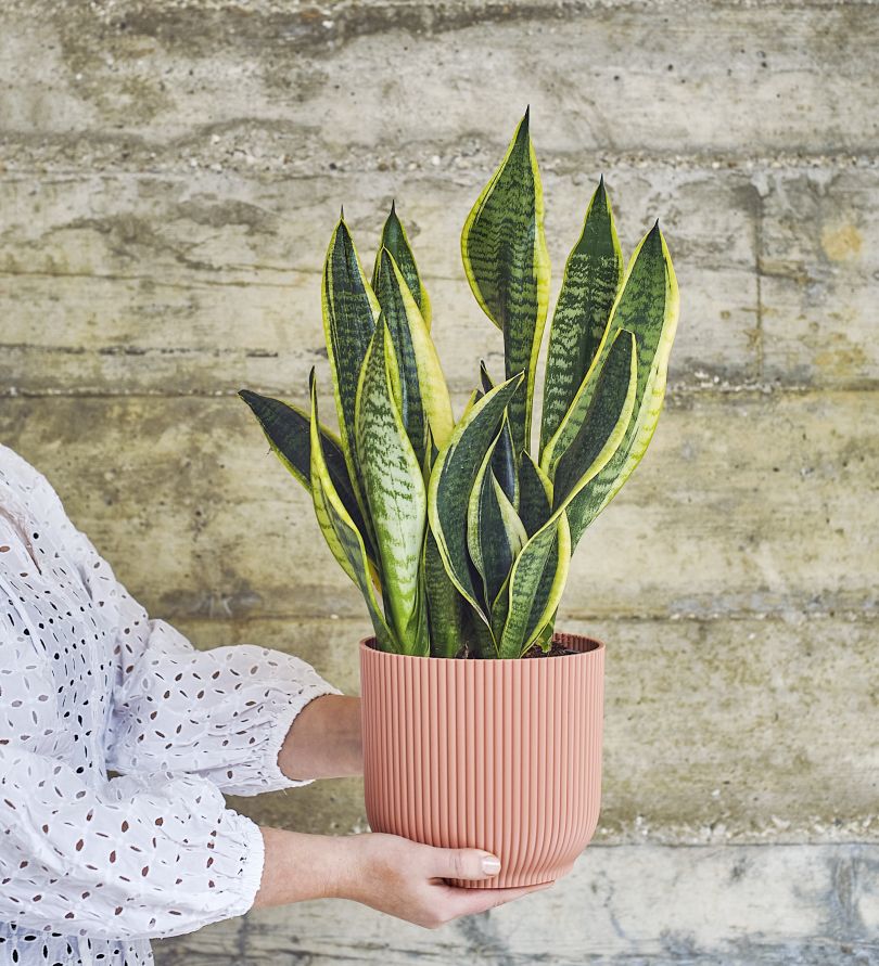 Snake plant by Beards & Daisies