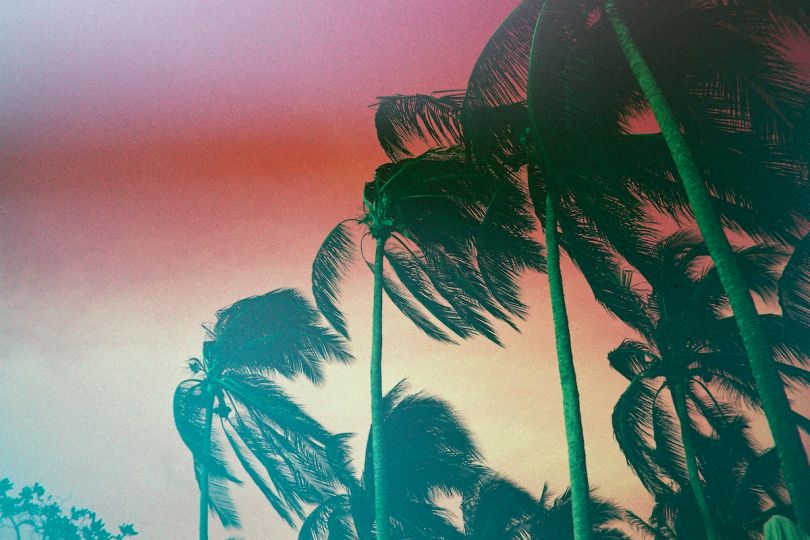 Kate Bellm, Windy Palms, 2015. Printed on Hahnemühle Rag Paper 120 x 80 cm (Available in smaller sizes) Edition 1 of 5 plus 2 AP (KB 123)