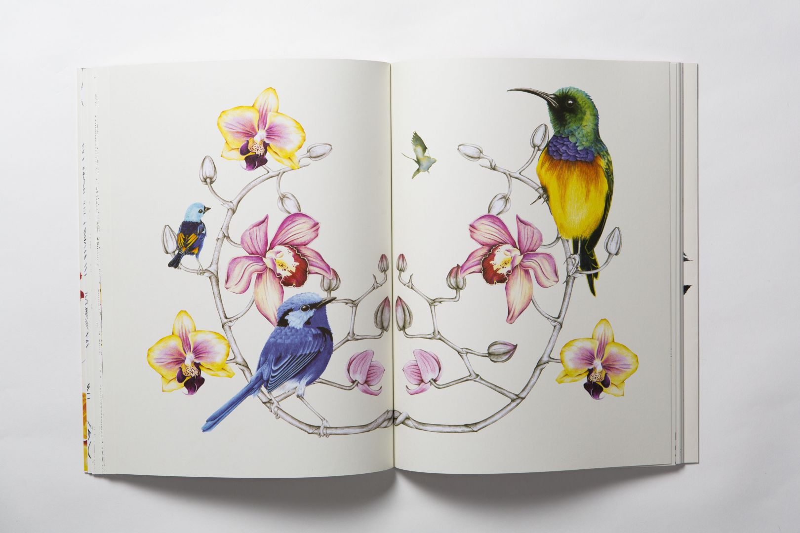 Birdtopia A beautifully illustrated colouring book by the talented