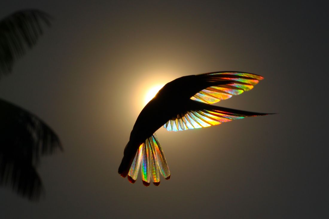 Winged Prism © Christian Spencer