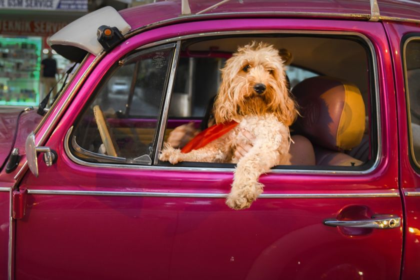 Chauffeur Dog © Mehmet Aslan / Animal Friends Comedy Pets