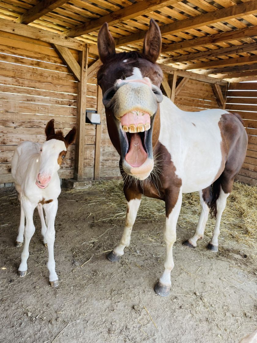 Happy, Happy Horses © Radim Filipek / Animal Friends Comedy Pets