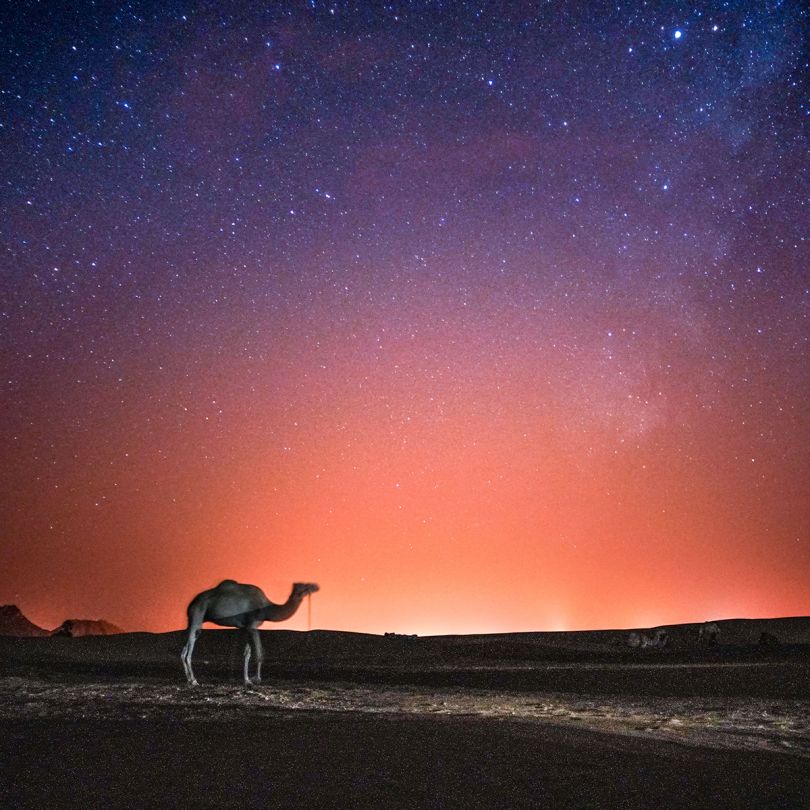 Camel Stars – © Louis Cole