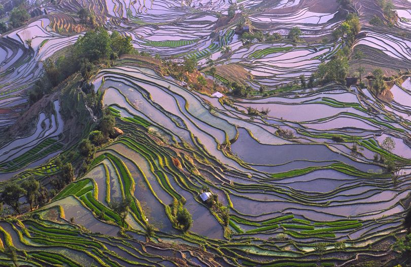 'Yuanyang rice terraces' Bjorn Svensson / Photocrowd.com