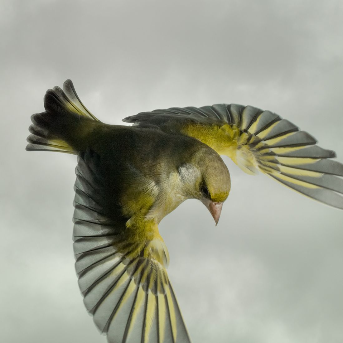 Greenfinch © Mark Harvey