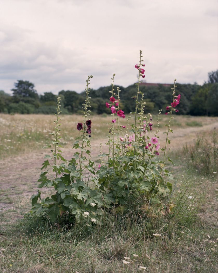 Freya Najade's photos reveal the 'uncontainable wildness' of London's Hackney Marshes