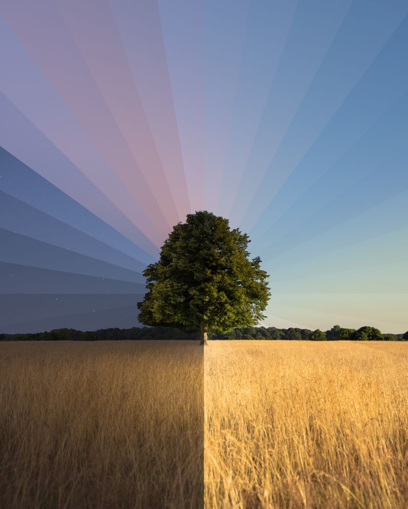 Lone Tree  © Matt Kenneally