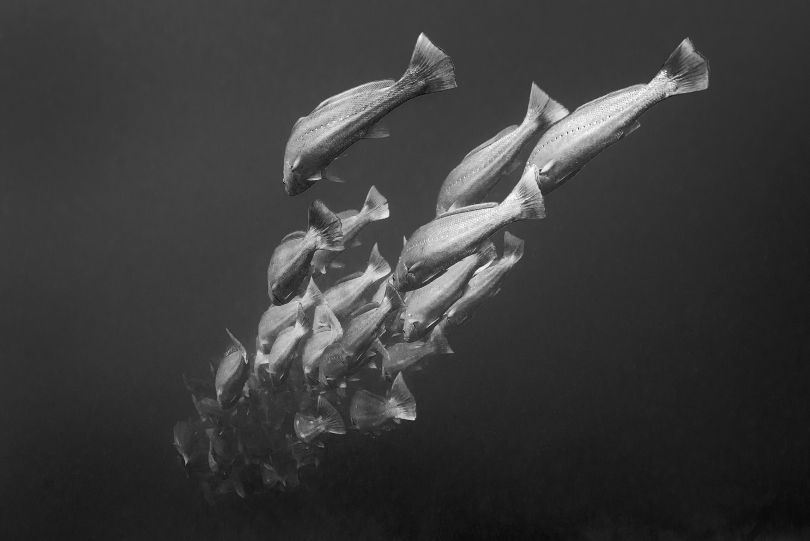 Into The Deep © Jean-Marie Ghislain, www.lumas.com