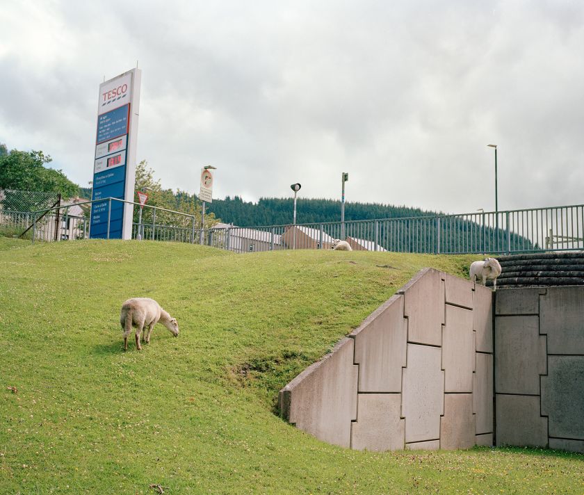 Sheep outside Tesco, Abertillery. © Sebastian Bruno